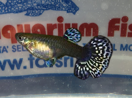 GUPPY FEMMINA COLORI ASSORTITI ml