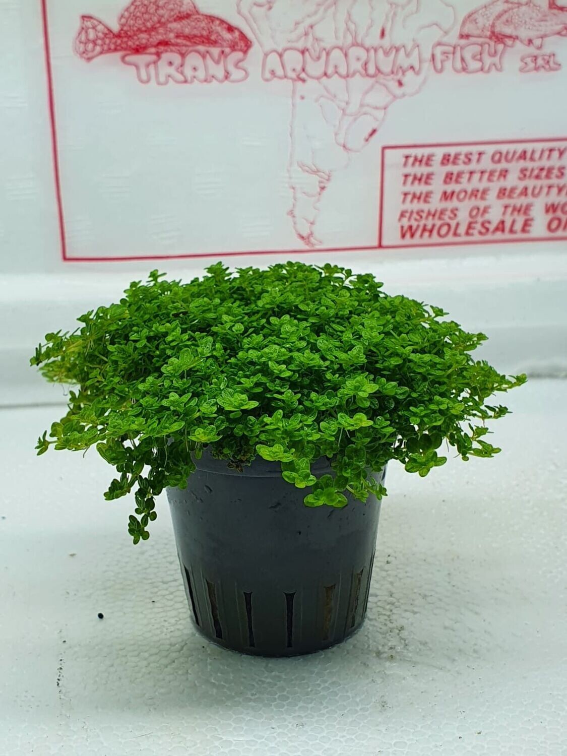 Hemianthus callitrichoides