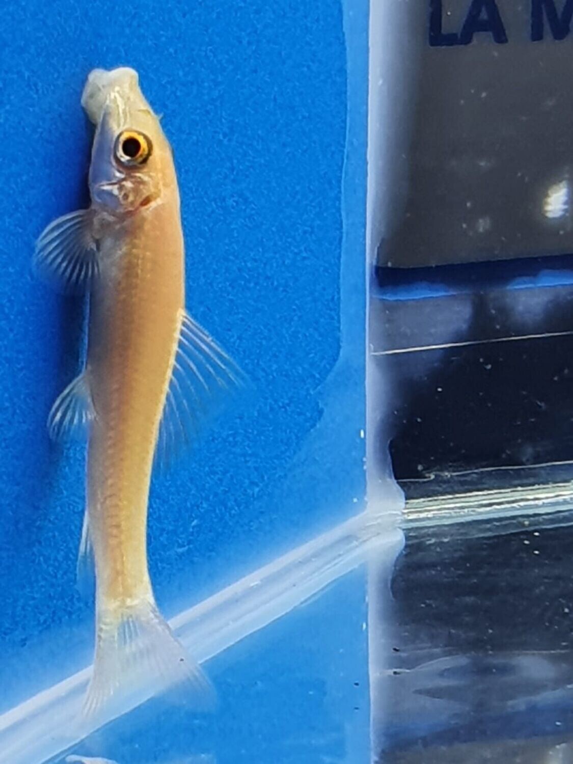 GYRINOCHEILUS albino