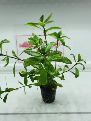 Hygrophila polysperma rosaeinervis