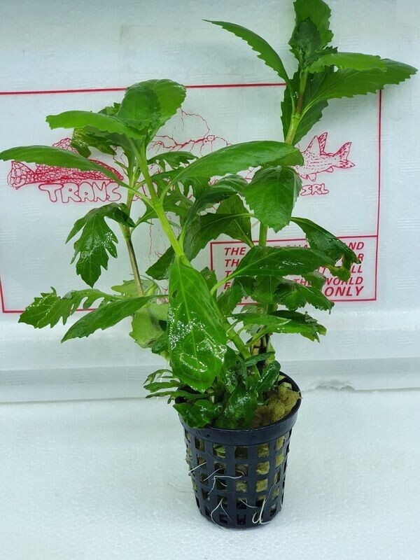 Hygrophila difformis