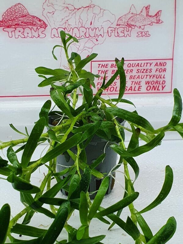 HETERANTHERA ZOOSTERIFOLIA