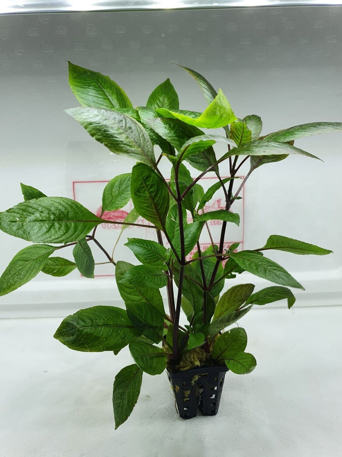 Hygrophila Corimbosa