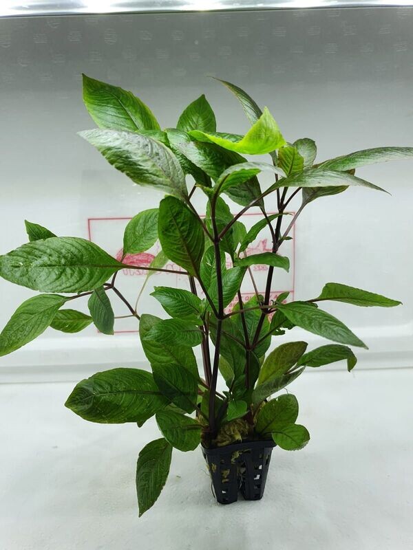 Hygrophila Corimbosa