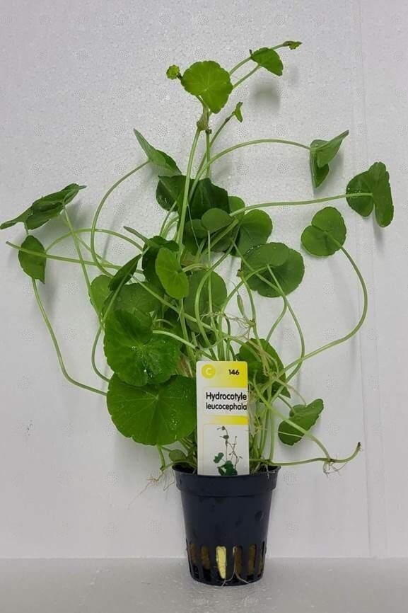 Hydrocotyle Leucocephala
