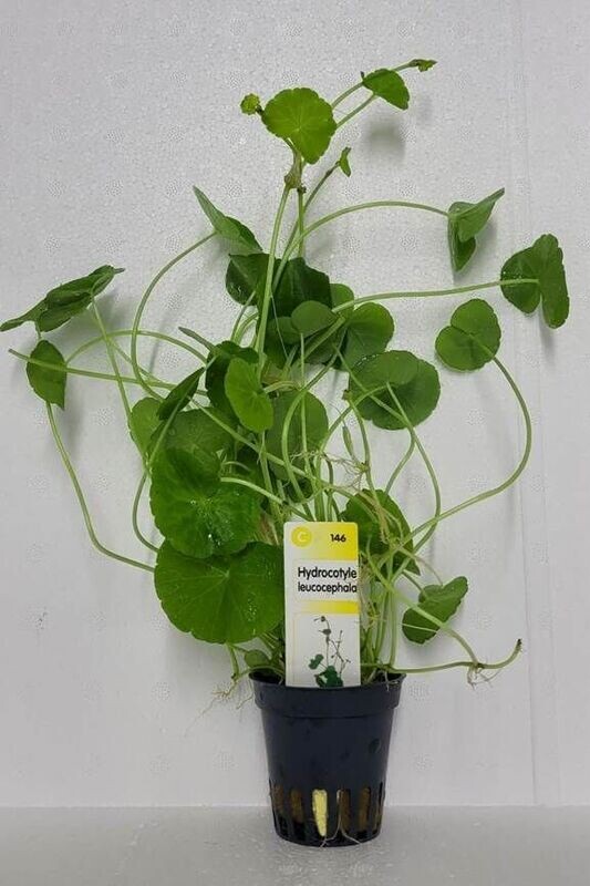 Hydrocotyle Leucocephala