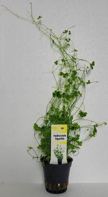 Hydrocotyle Tripartita (Japan)