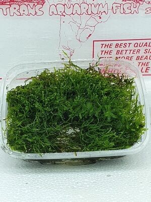 Java moss Vescicularia dubyana cup 110ml