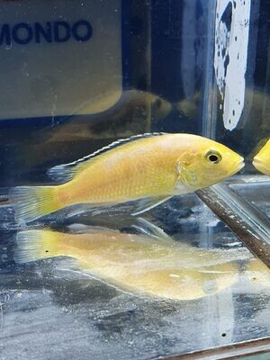 LABIDOCHROMIS COER.YELLOW