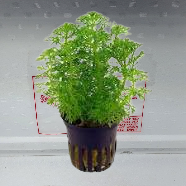 LIMNOPHILA SESSIFLORA