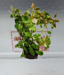 Ludwigia Parigata