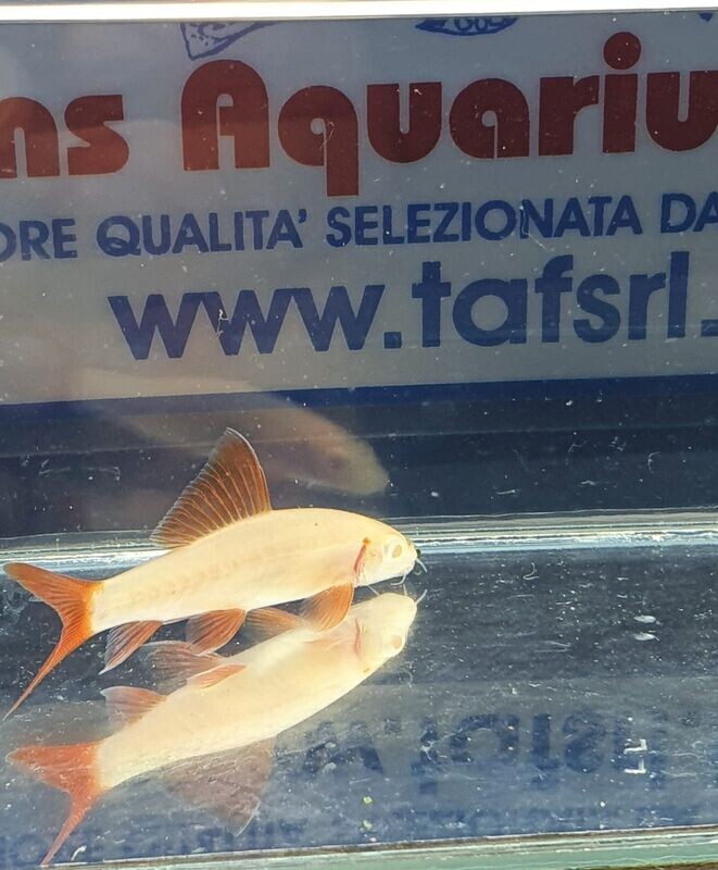 LABEO ALBINO