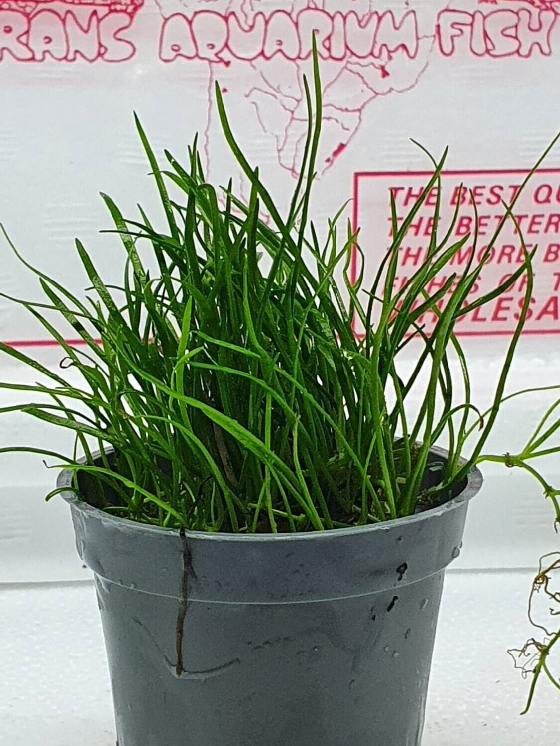 Lilaeopsis Mauritiana