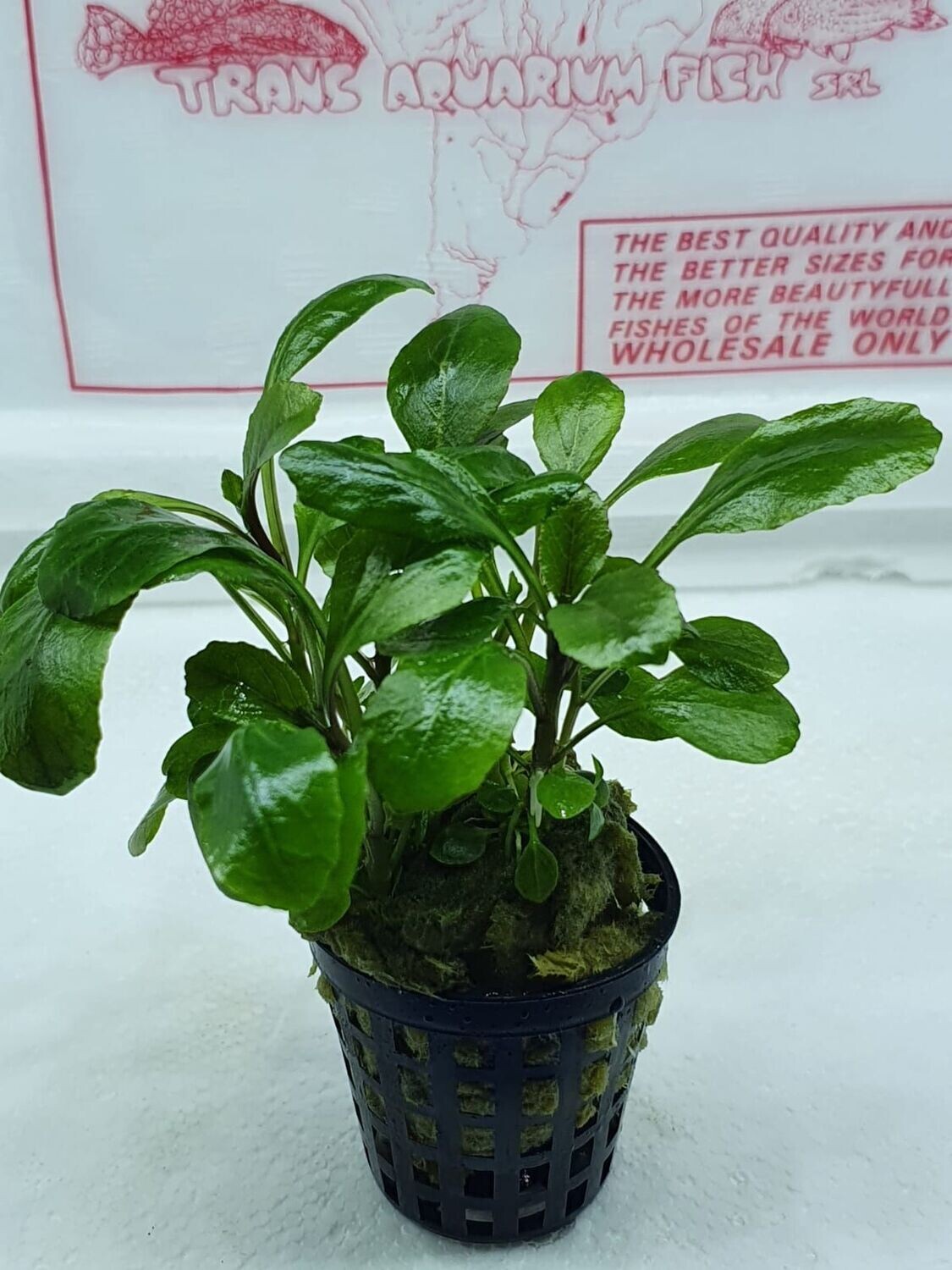 Lobelia cardinalis mini
