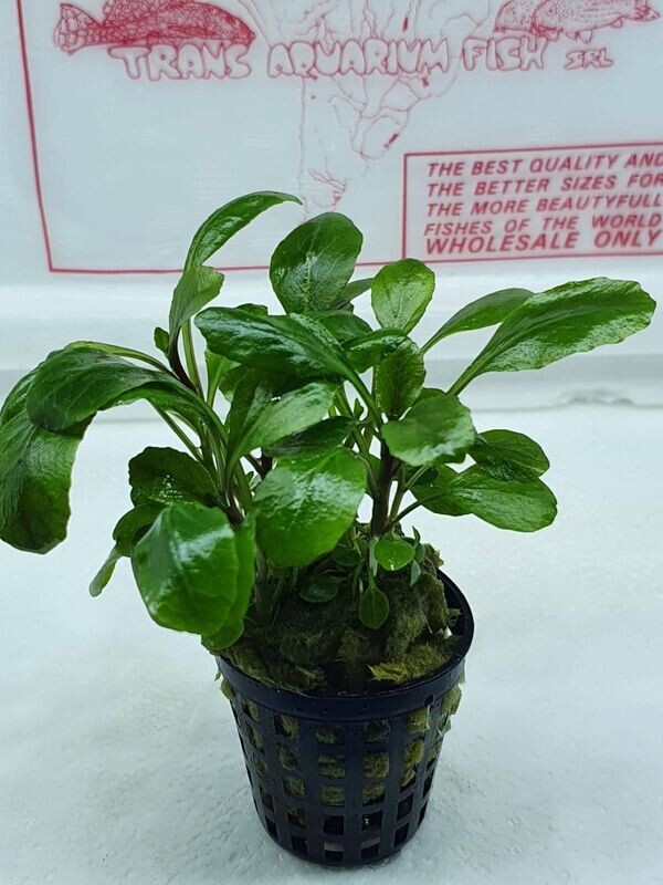 Lobelia cardinalis mini