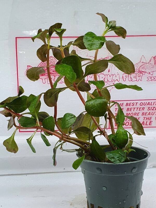 Ludwigia sp. Mesacana
