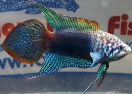 MACROPODUS OCELLATUS
