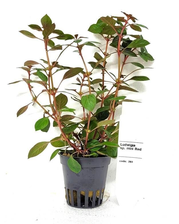 Ludwigia sp. super red