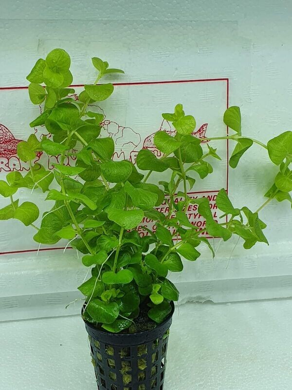 Lysimachia nummularia yellow