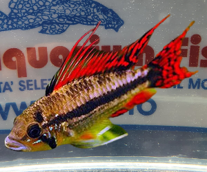 APISTOGRAMMA CACATUOIDES RED+RED