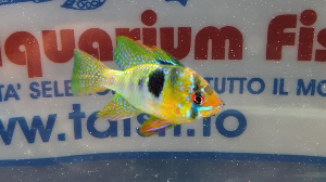 APISTOGRAMMA RAMIREZI