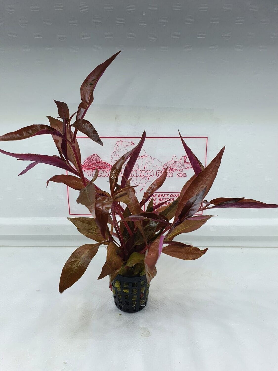 Alternanthera rosaeifolia
