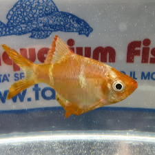 BARBUS TETRAZONA ALBINO