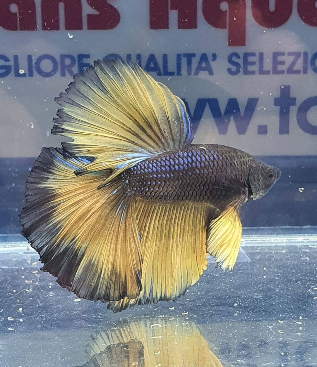 BETTA MASCHIO HALFMOON MUSTARD  SHOW