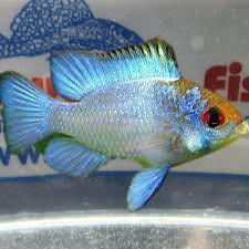 APISTOGRAMMA RAMIREZI BLU ELECTRIC
