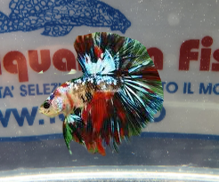 BETTA MASCHIO HALFMOON GALAXY KOI SHOW