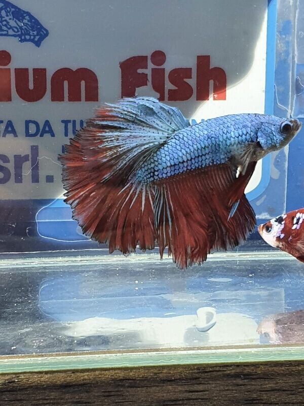 BETTA MASCHIO HALFMOON RED GREEN SHOW