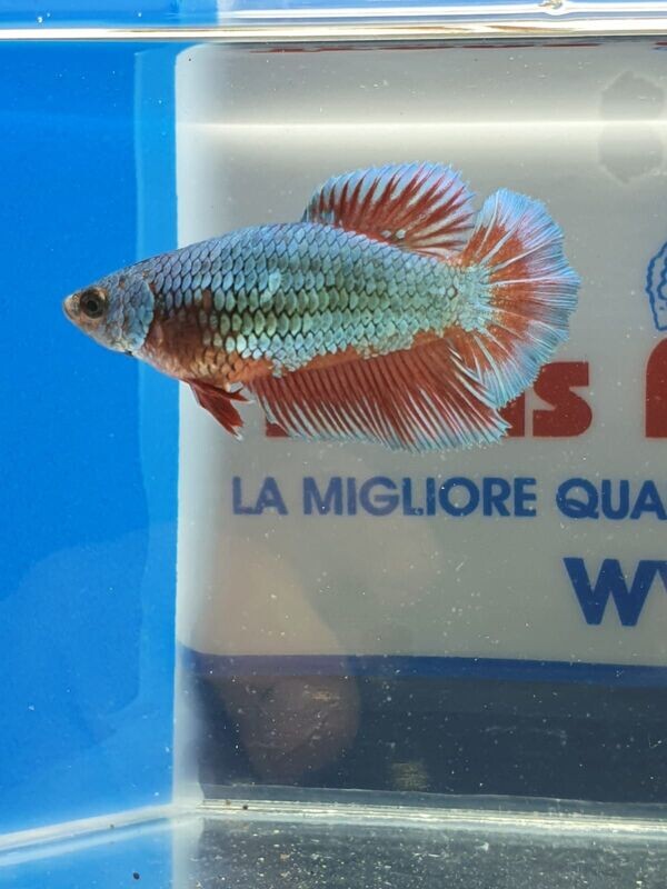 BETTA SPLENDENS FEMMINA HALFMOON ML