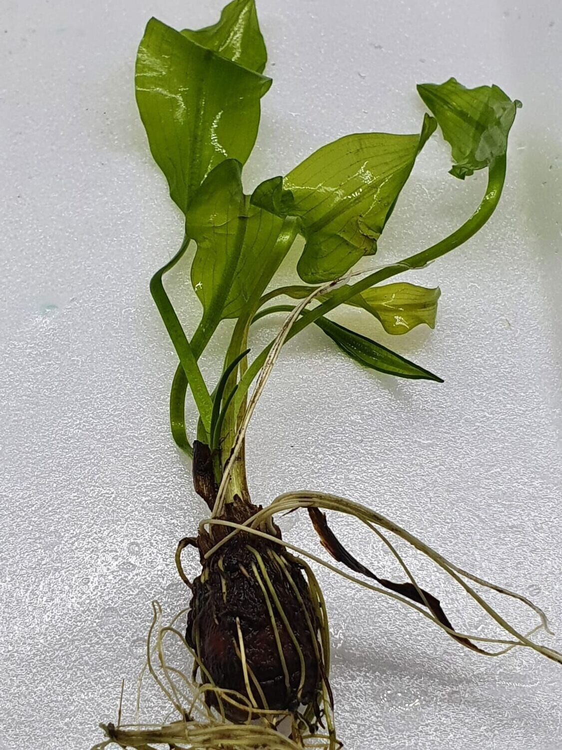 Aponogeton ulvaceus with leaves