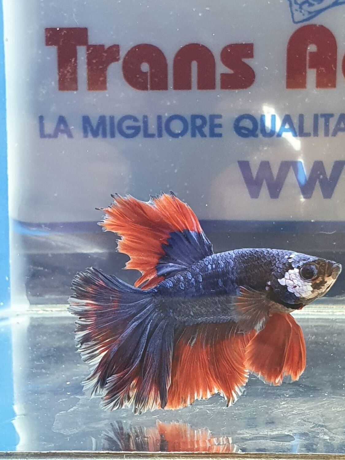 BETTA MASCHIO HALFMOON DRAGON SHOW