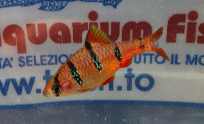 BARBUS PENTAZONA