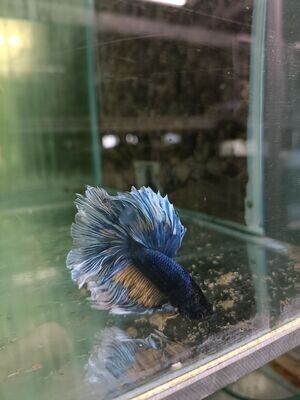 BETTA MASCHIO HALFMOON ROSETAIL
