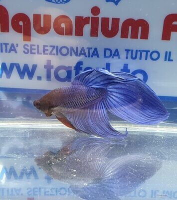 BETTA SPLENDENS MASCHIO BLUE