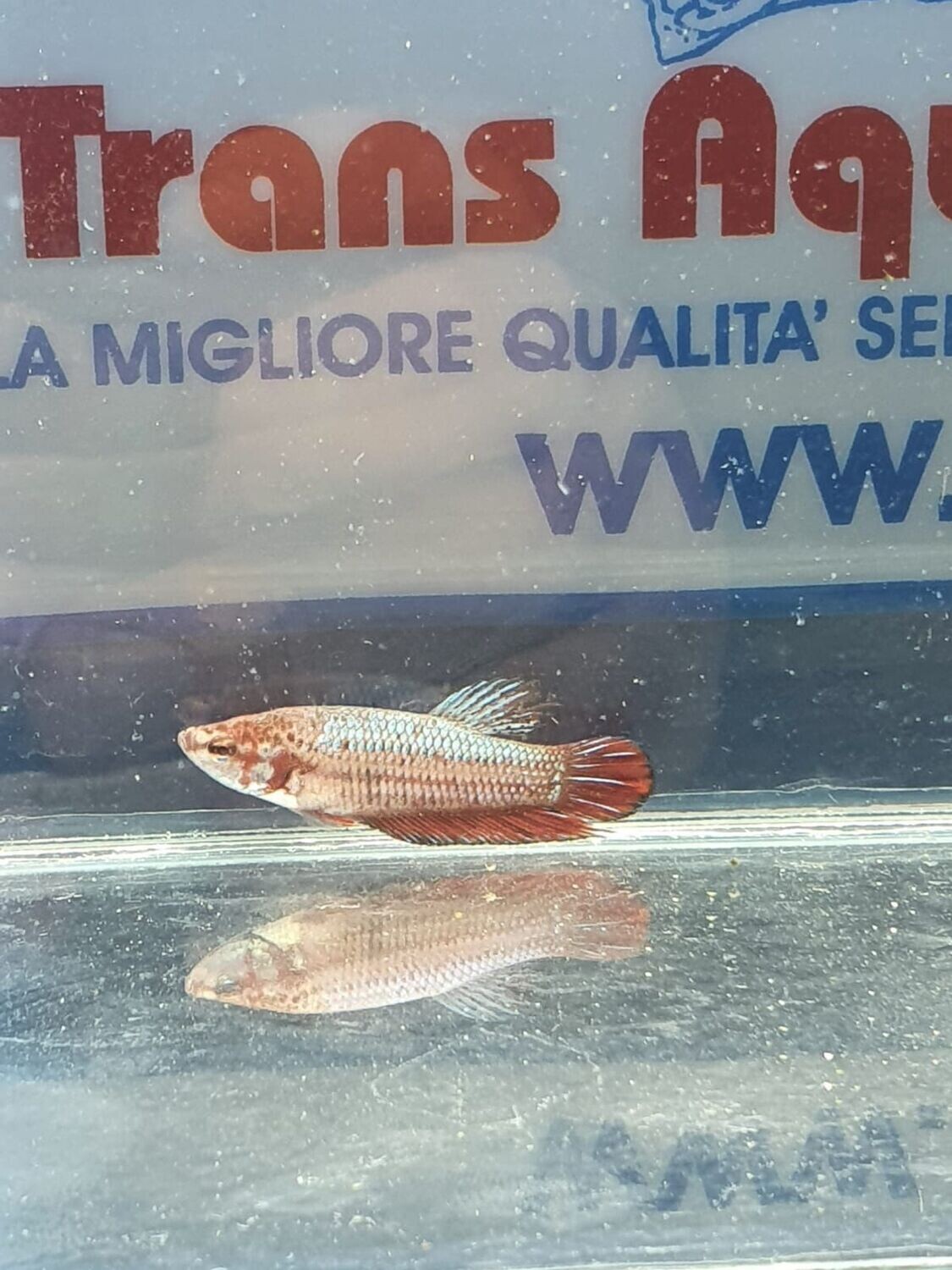 BETTA SPLENDENS FEMMINA colori assortiti