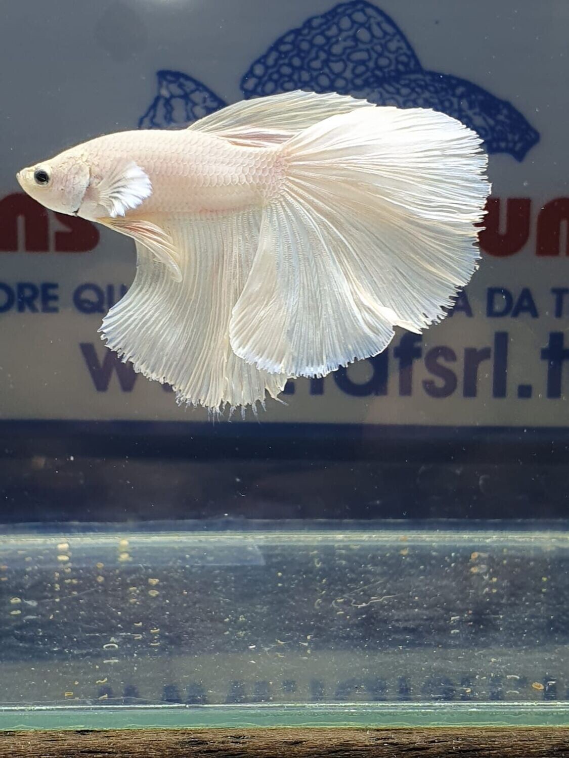 BETTA MASCHIO HALFMOON WHITE OPAQUE SHOW
