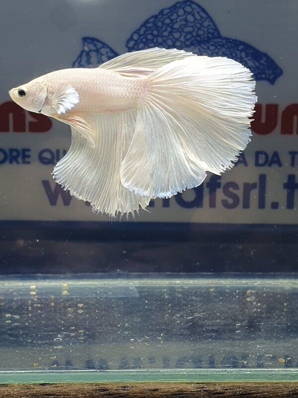 BETTA MASCHIO HALFMOON WHITE OPAQUE SHOW