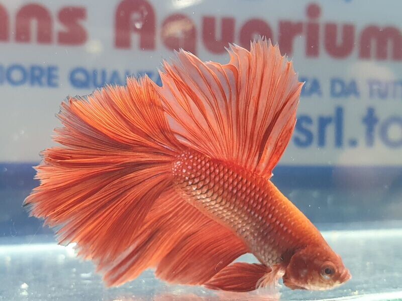 BETTA SPLENDENS MASCHIO HALFMOON  SM - colori assortiti GRADO B