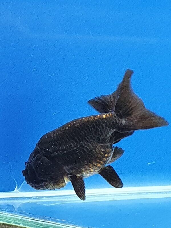 BLACK-THAI-RANCHU-4CM