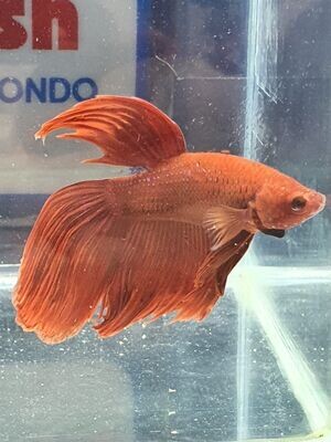 BETTA SPLENDENS MASCHIO RED