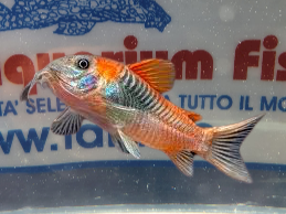 CORYDORAS  AENEUS ORANGE