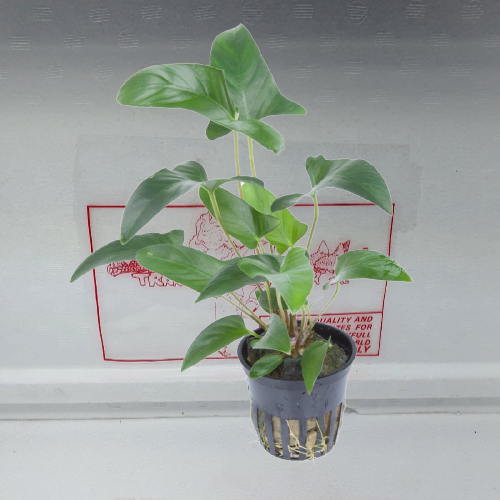 Anubias gracilis
