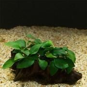 Anubias Wood S