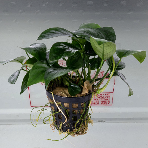 Anubias ondulatus