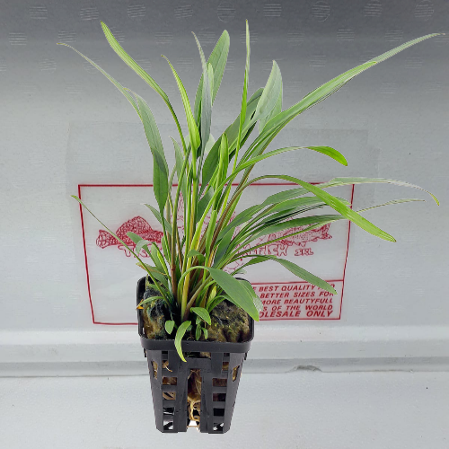 Cryptocoryne lucens