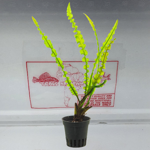 Aponogeton capuronii with leaves