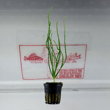 Crinum Calamistratum
